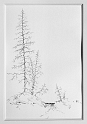Trees, 17x11.5 inches. graphite pencil, 2008